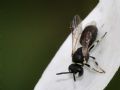 Hylaeus sp.